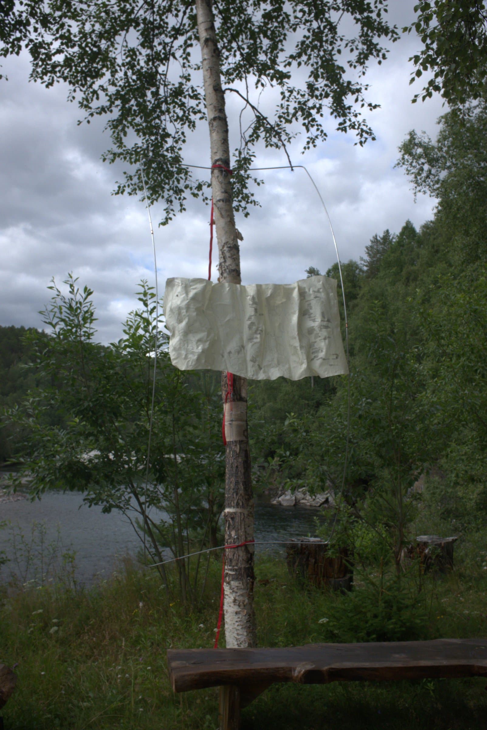 A birch tree by a river with a length of pale marked fabric tied around the trunk and a curved wire frame, an early material test for the piece