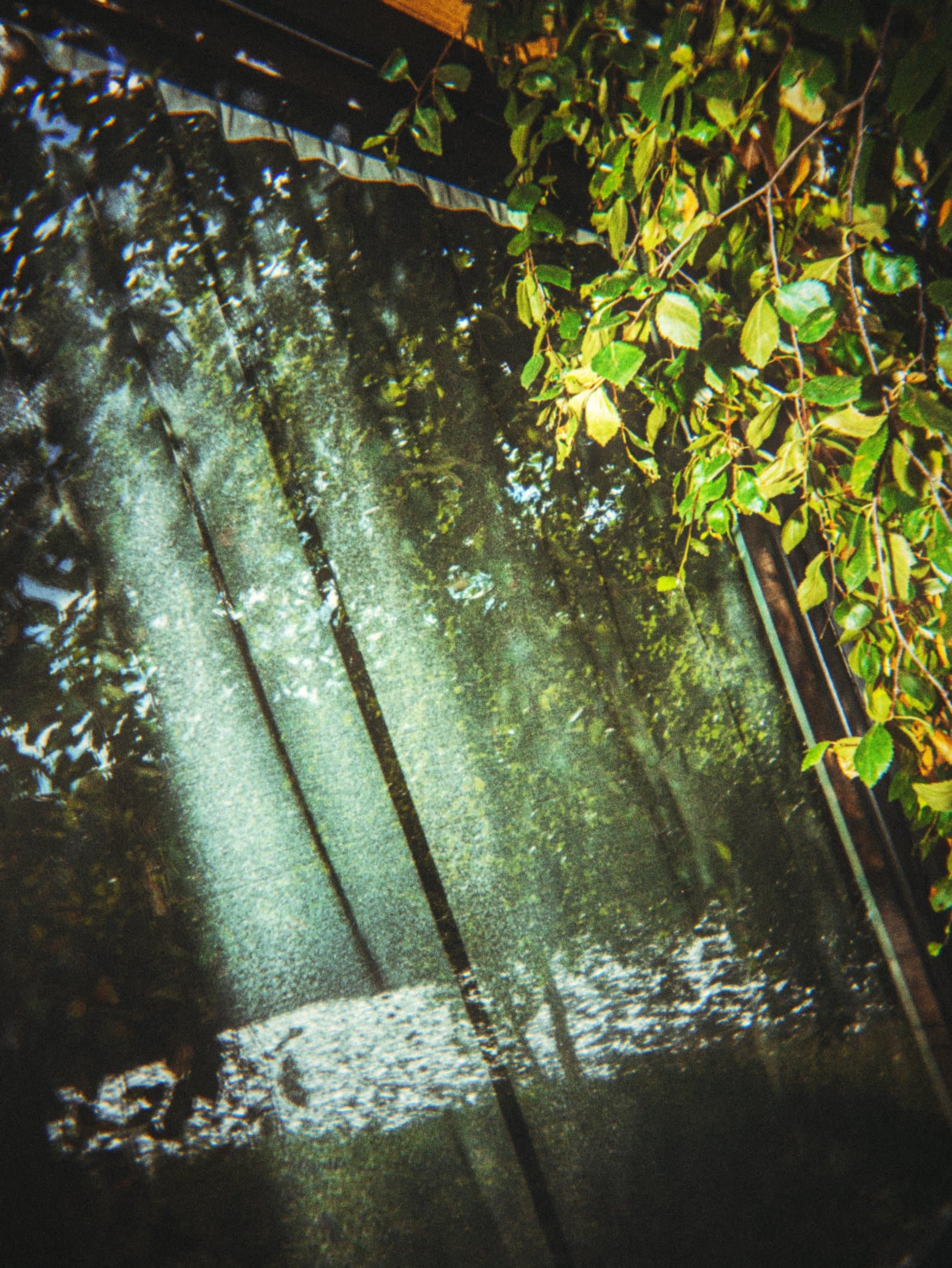 Looking out through the clear wall of a retreat house at birch leaves and dappled light.