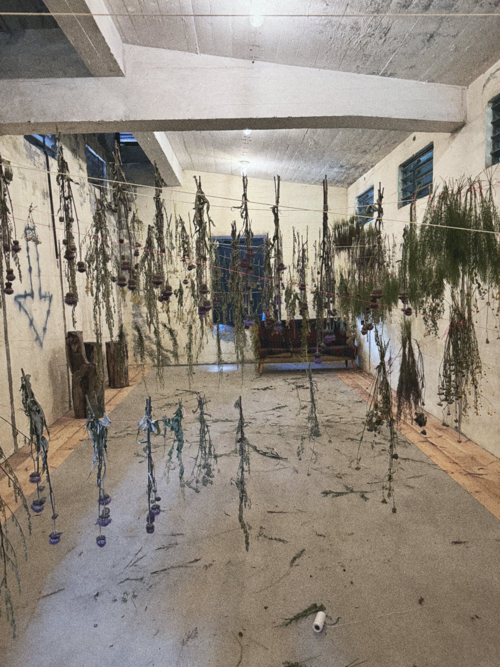 Dried plants hanging in rows from the ceiling of a long white room.